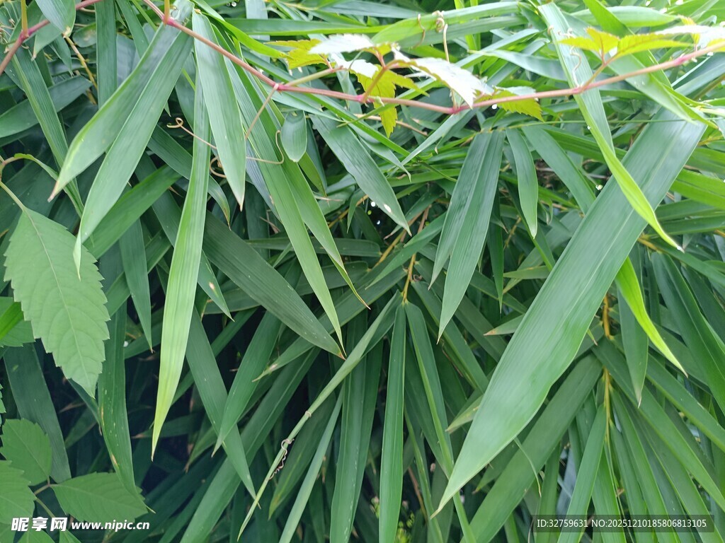 翠绿竹叶展现自然生机