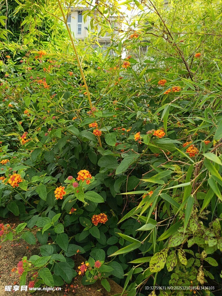 绿叶间的橙色小花绽放