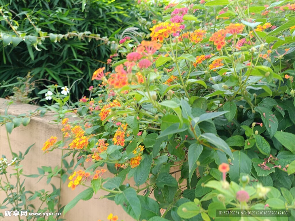 多彩花卉装点的绿意小径