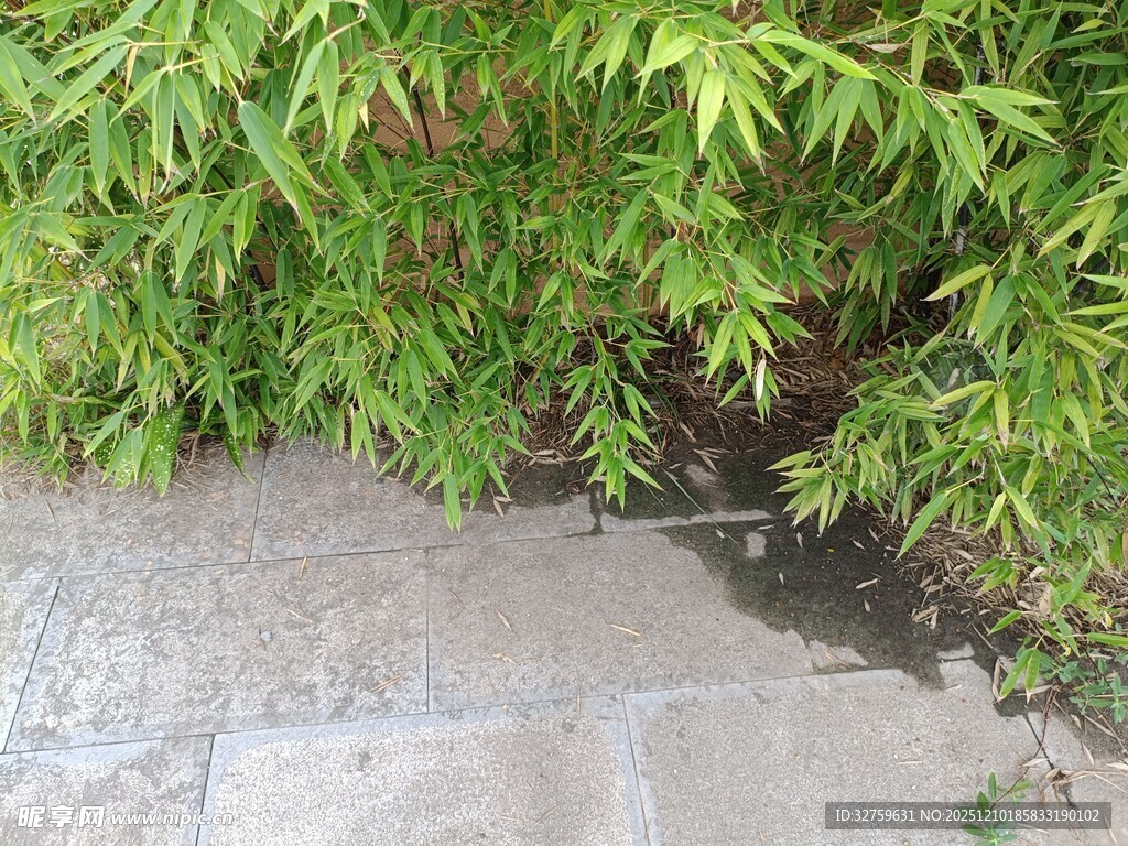 石板旁的翠绿植物