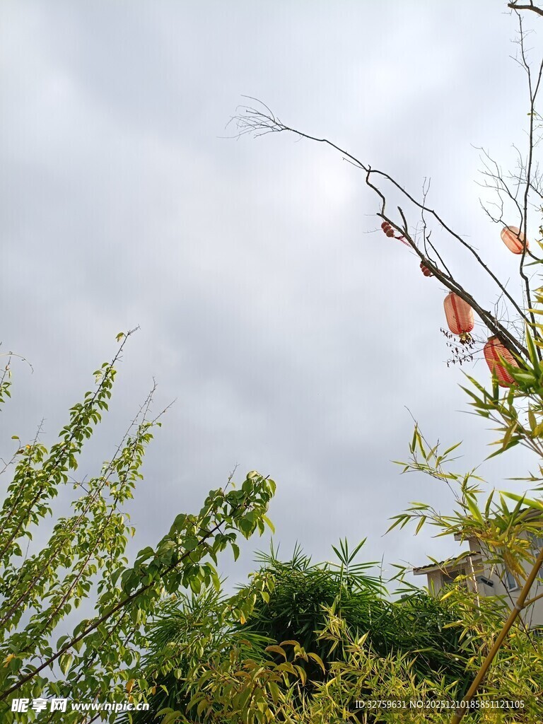 枝头绿叶与天边灰云