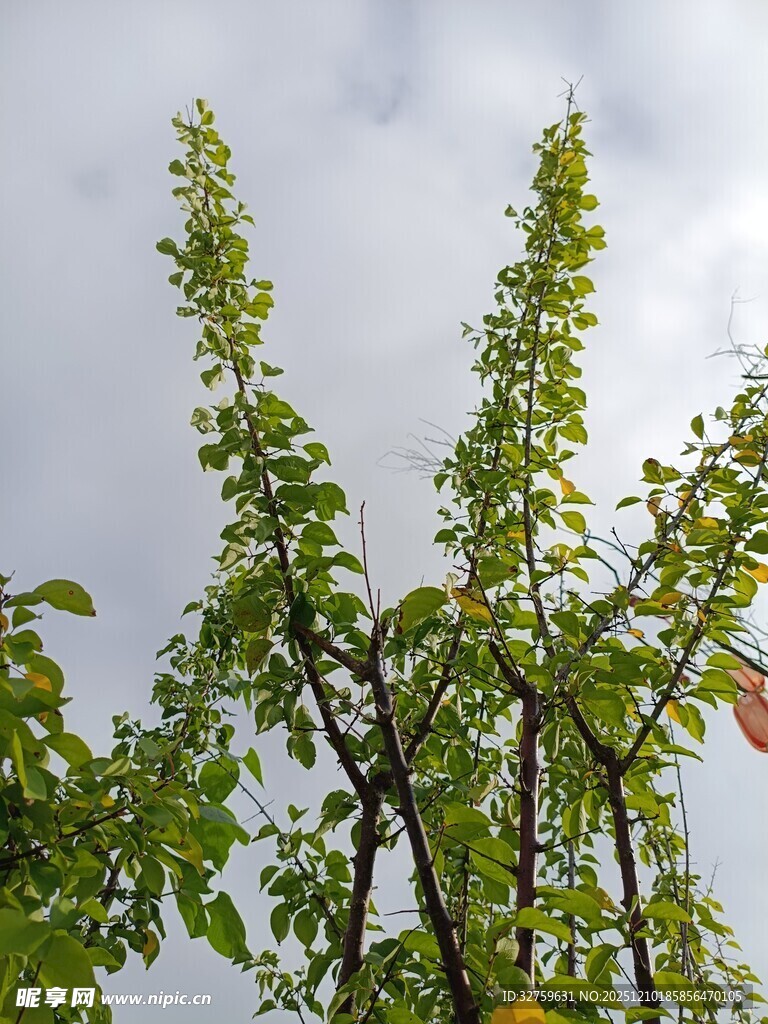 向上生长的翠绿树木