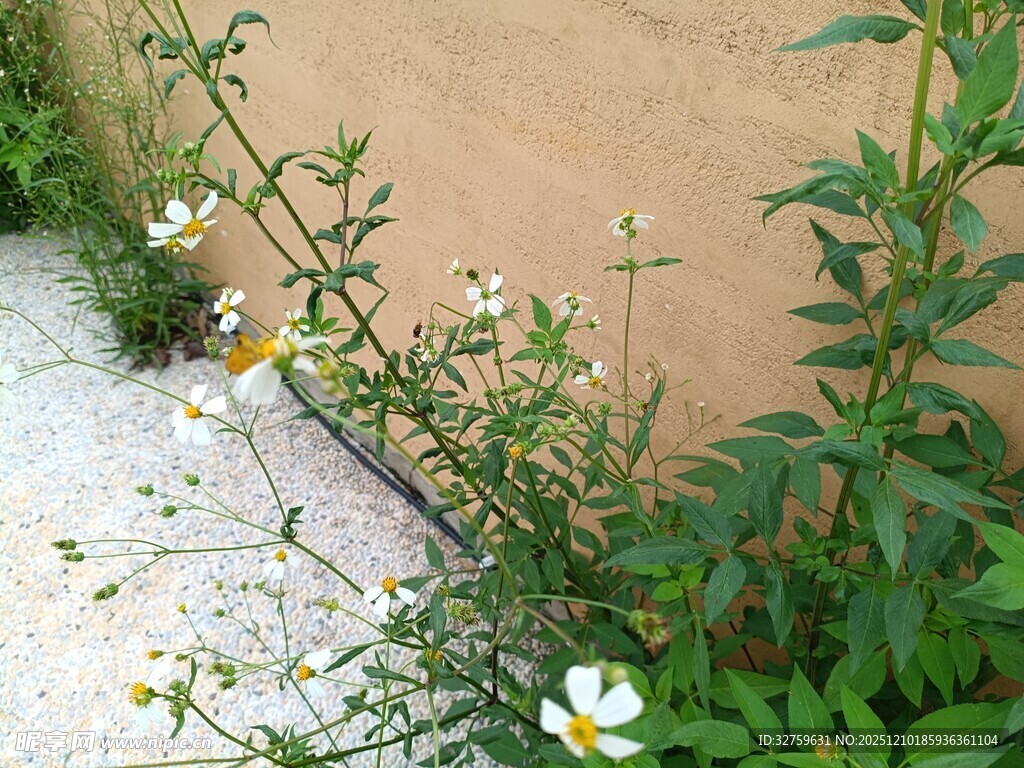 墙边绽放的清新小野花