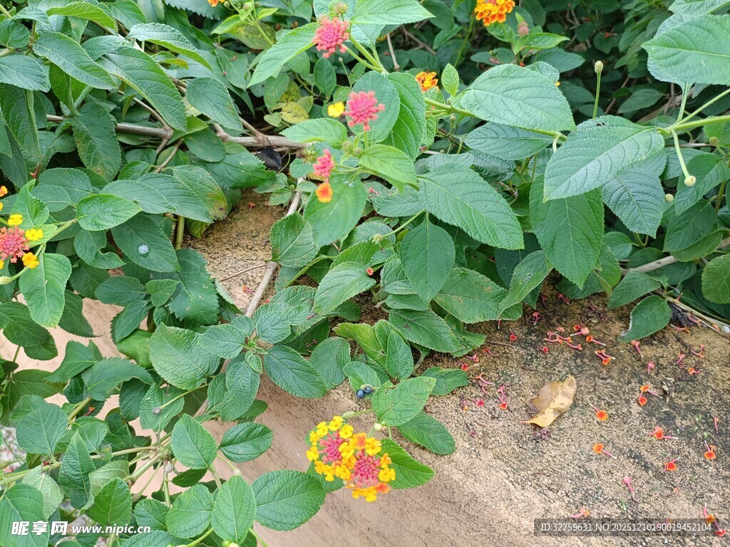 多彩花卉绽放于绿叶间