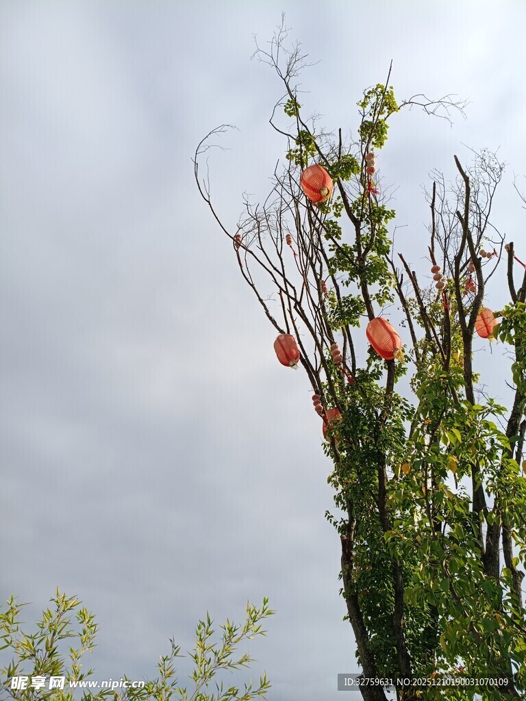 枝头挂果的绿植
