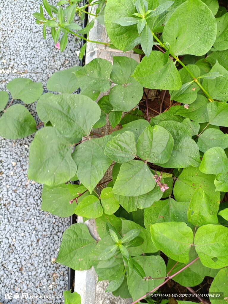 绿叶植物生机盎然的景象