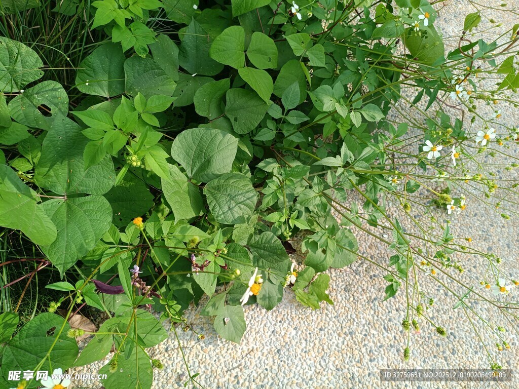 路边繁茂的绿色植物