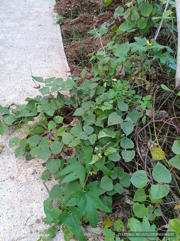 路边生长的绿色蔓生植物