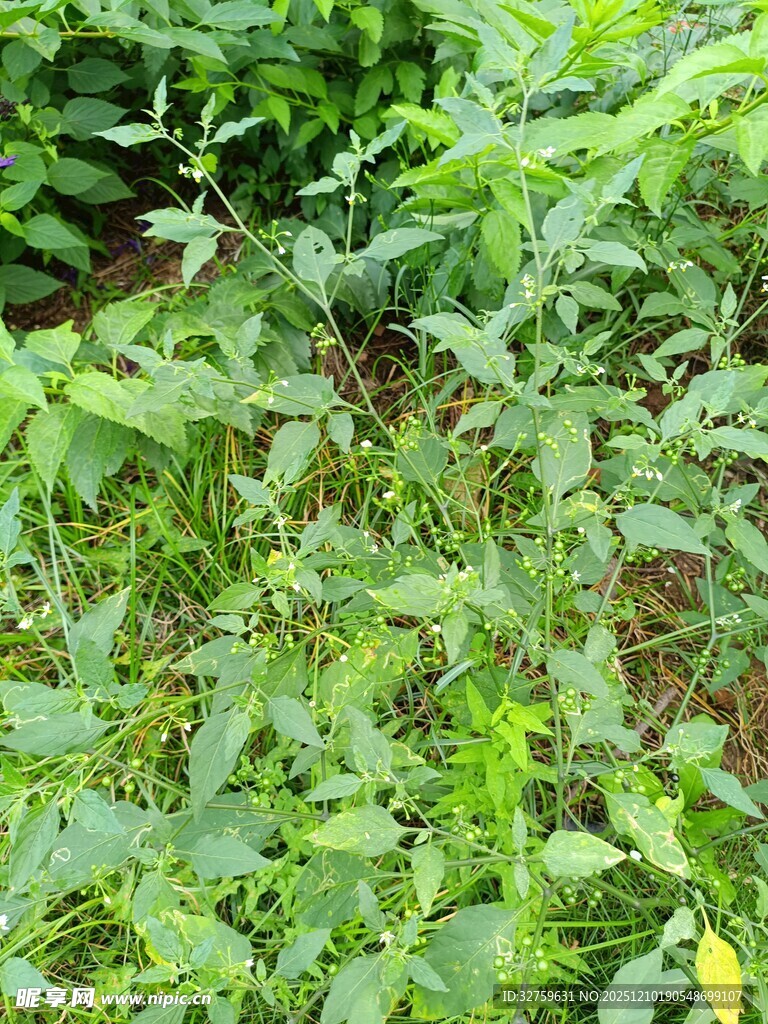 绿意盎然的植物景观