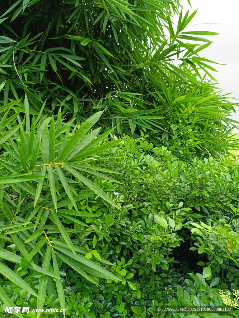 翠绿繁茂的绿植景观