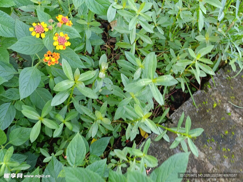 绿叶间的橙色小花