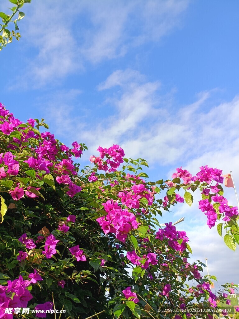 蓝天映衬下的艳丽三角梅