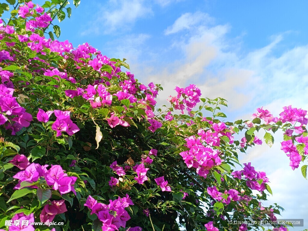 绽放的艳丽三角梅