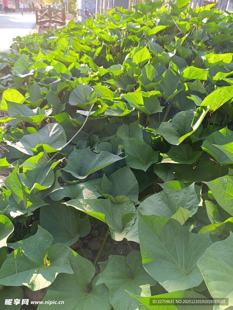 翠绿繁茂的植物叶片景观