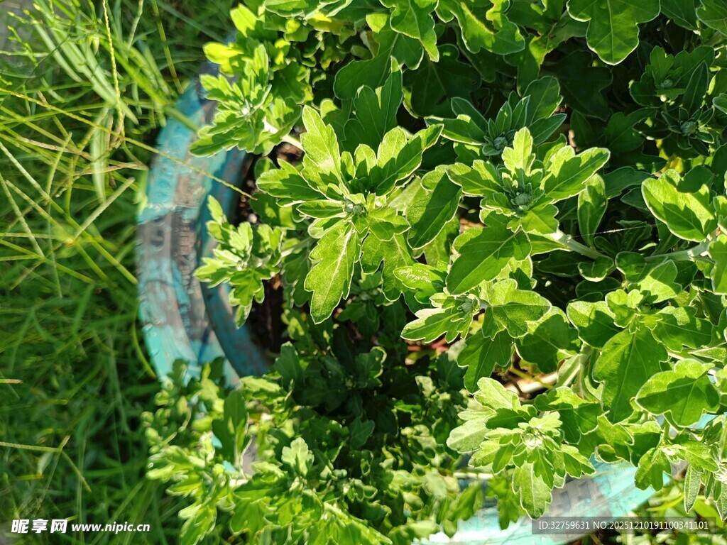 草丛中的彩色泡泡