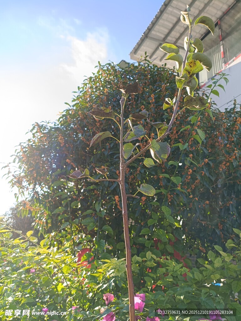 阳光下的繁茂绿植花卉