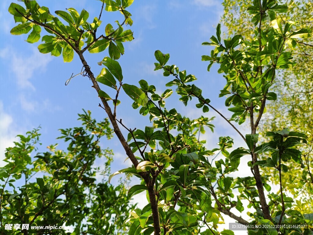 仰视绿树蓝天美景