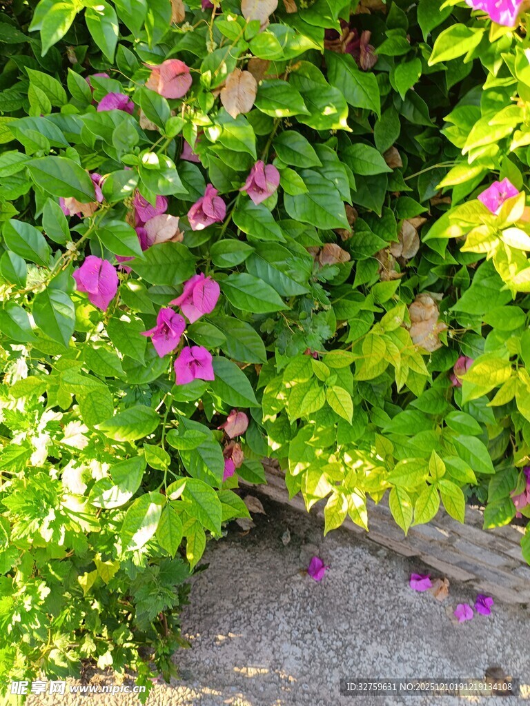 绿叶丛中绽放的娇艳花朵