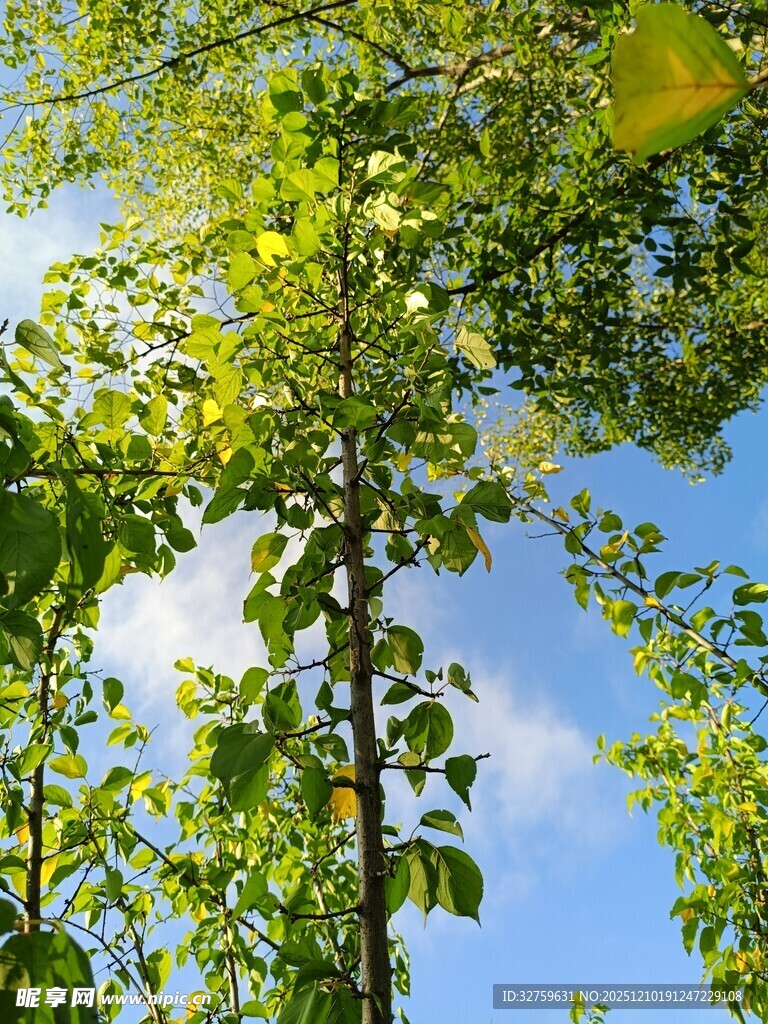 蓝天绿叶间的清新自然