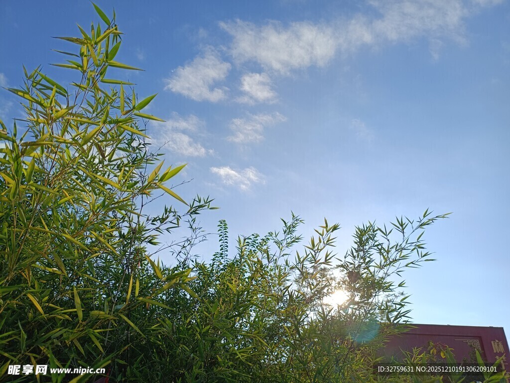 蓝天绿植下的清新景致