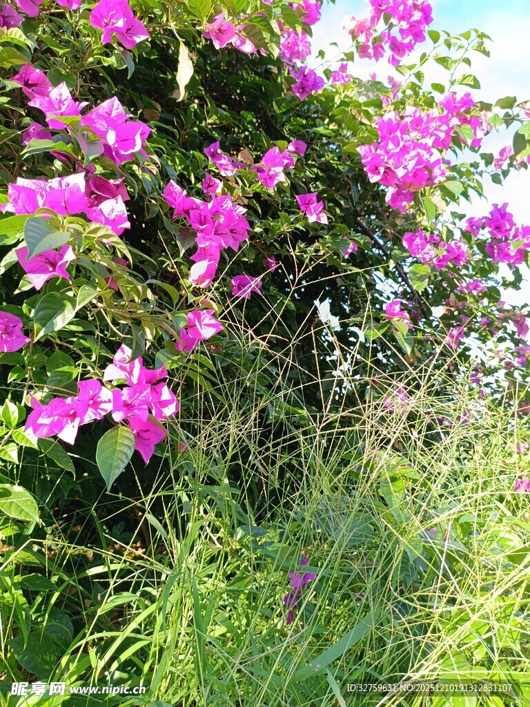 绽放的粉色繁花与绿草
