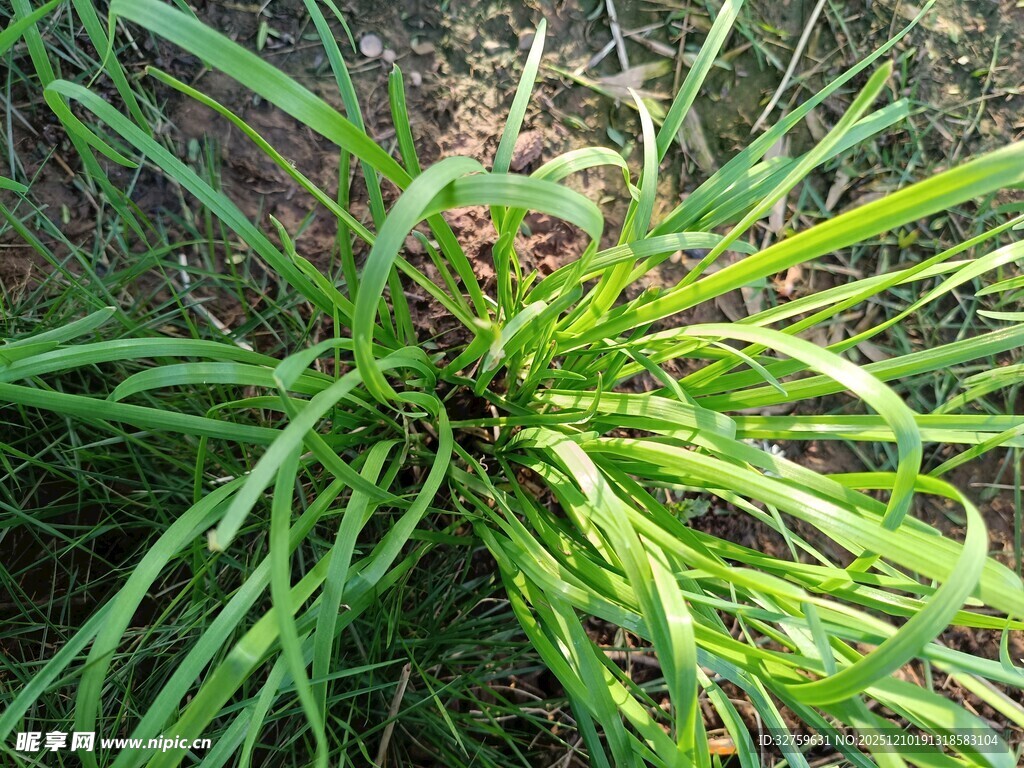 翠绿丛生植物特写