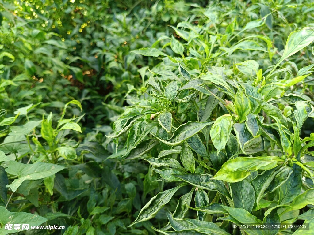 绿叶繁茂的辣椒植株