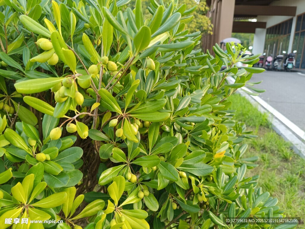 绿叶繁茂的户外灌木丛