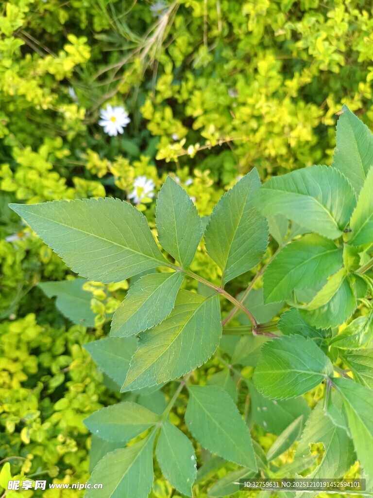 绿叶丛中一朵小白花