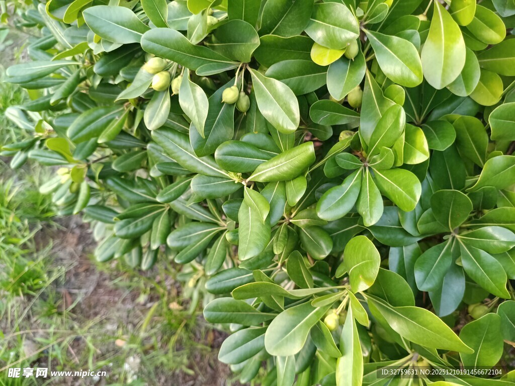 绿叶繁茂的灌木丛