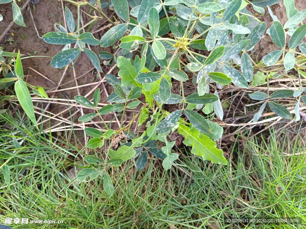 绿叶繁茂的植物景象