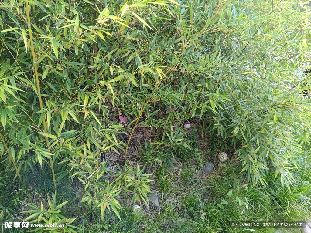 翠绿繁茂的植物景观
