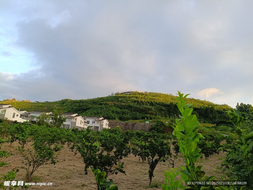 田园风光中的绿意果园