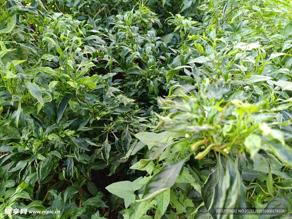 绿叶繁茂的植物景观