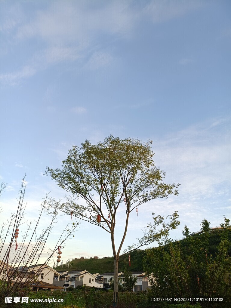 蓝天绿树风景独好