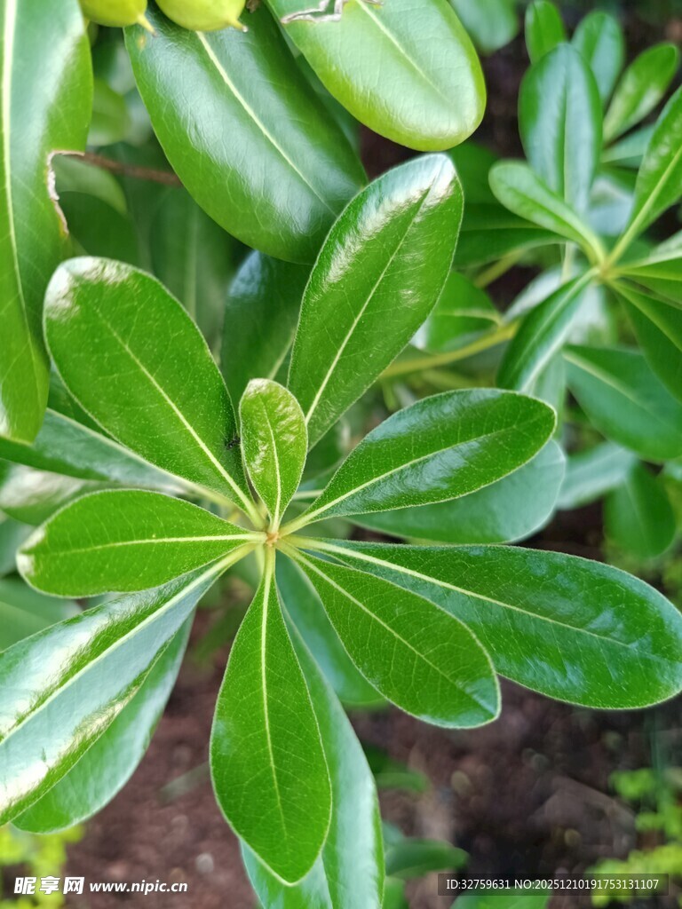 翠绿叶片的植物特写