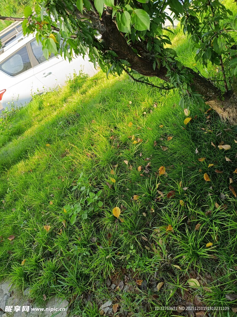 阳光下的翠绿草地与树枝