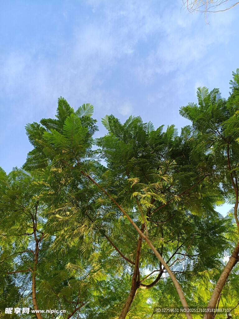 蓝天绿树间的清新景致