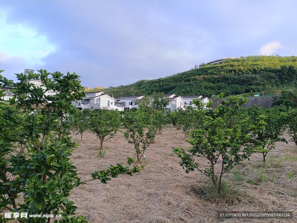 田园果园风景