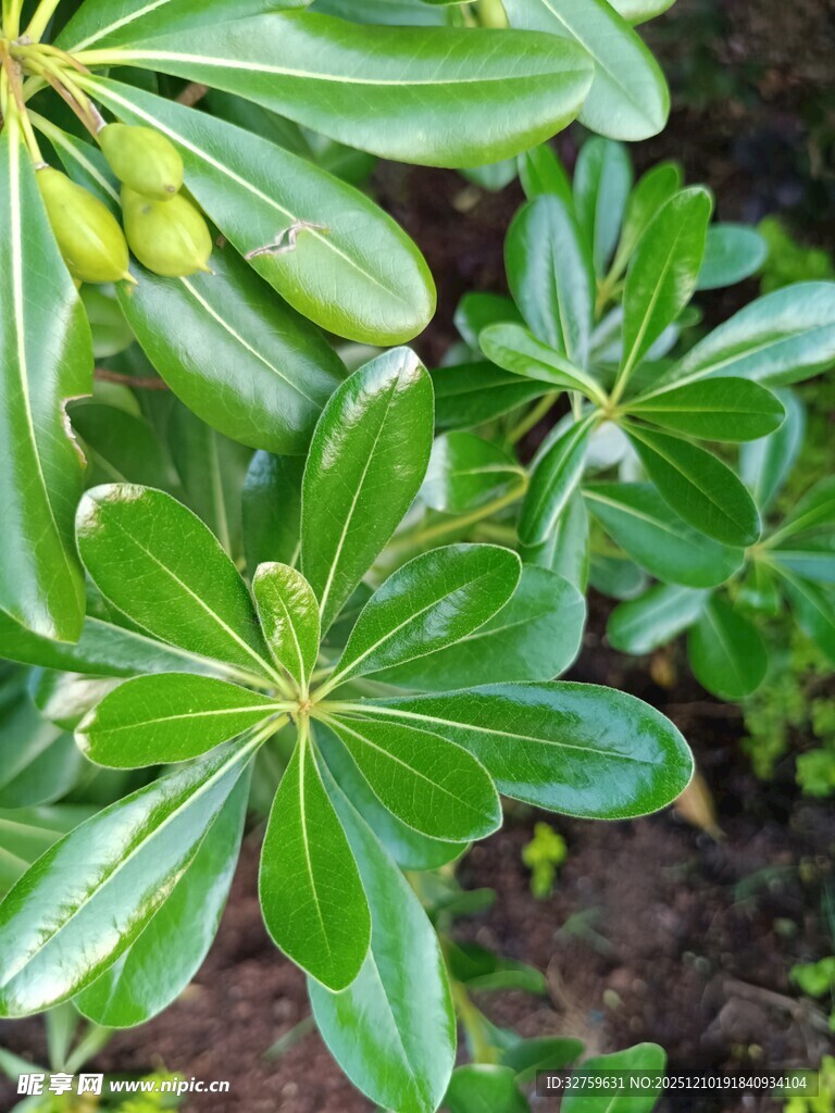 绿叶繁茂的绿植景观