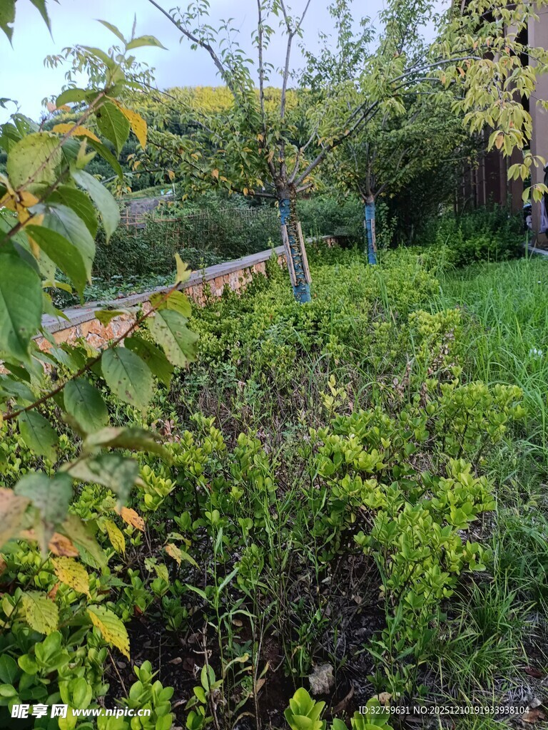 户外繁茂绿植景观