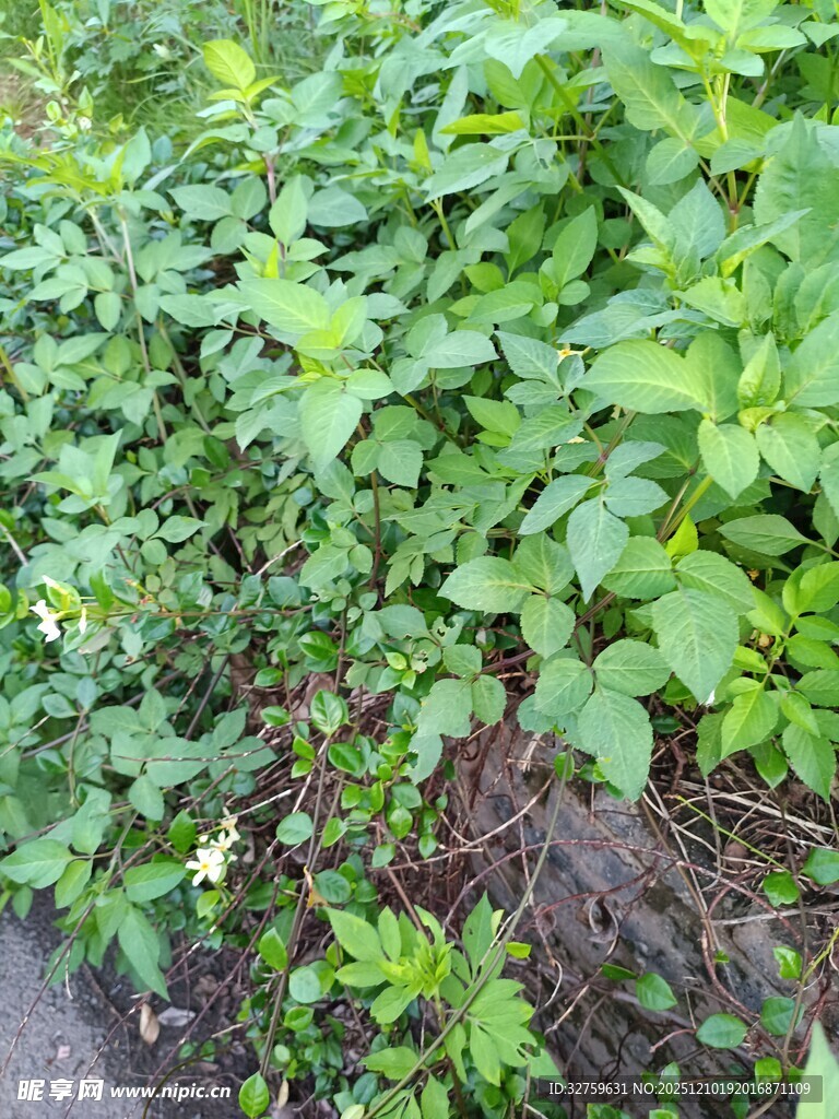 路边繁茂的绿色植物