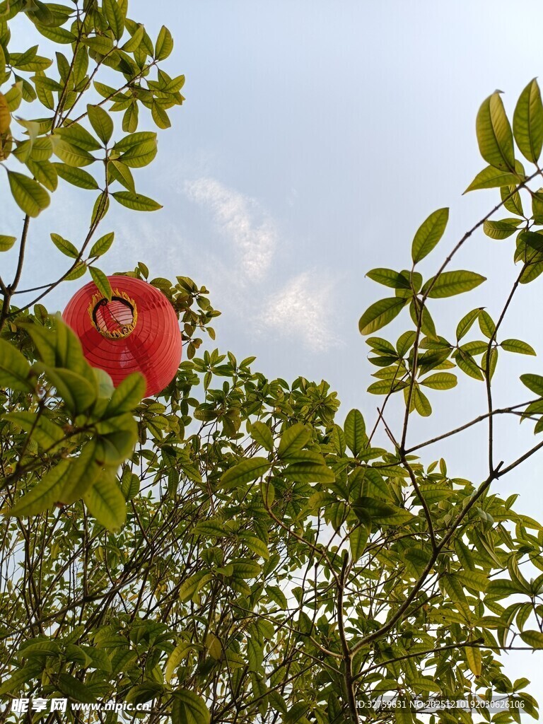 枝头绽放的艳丽红花朵