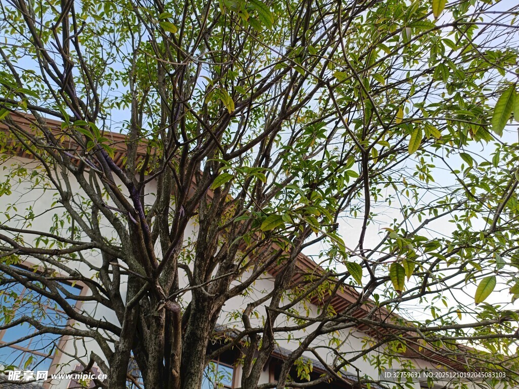 庭院中繁茂的绿树