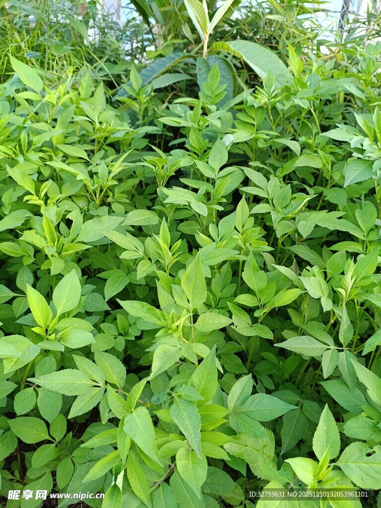 茂盛的绿色薄荷植物