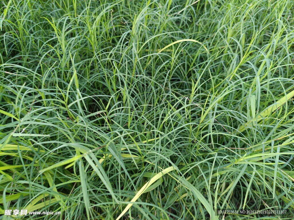 翠绿茂盛的草地