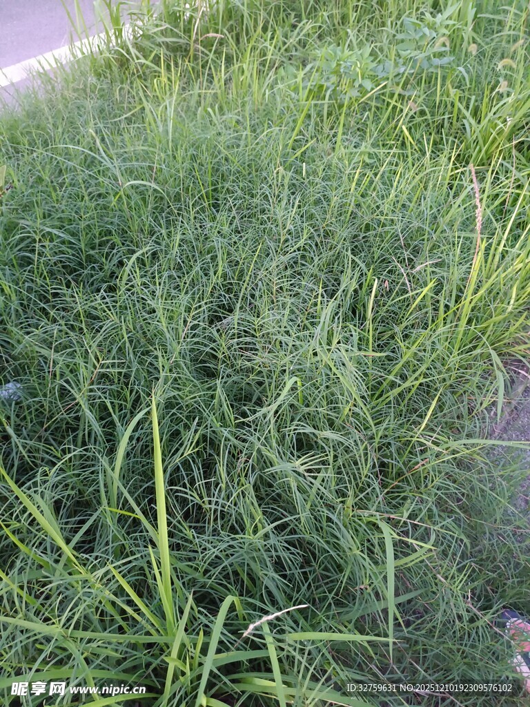 户外茂盛的绿色草丛