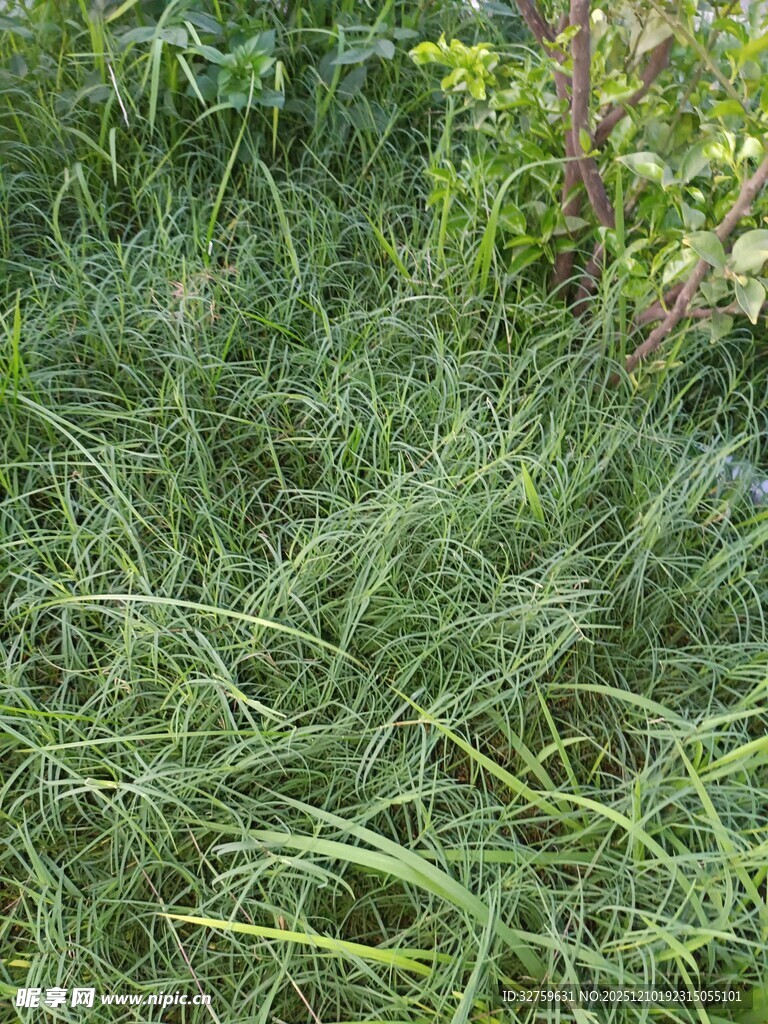 茂密葱郁的绿色草丛