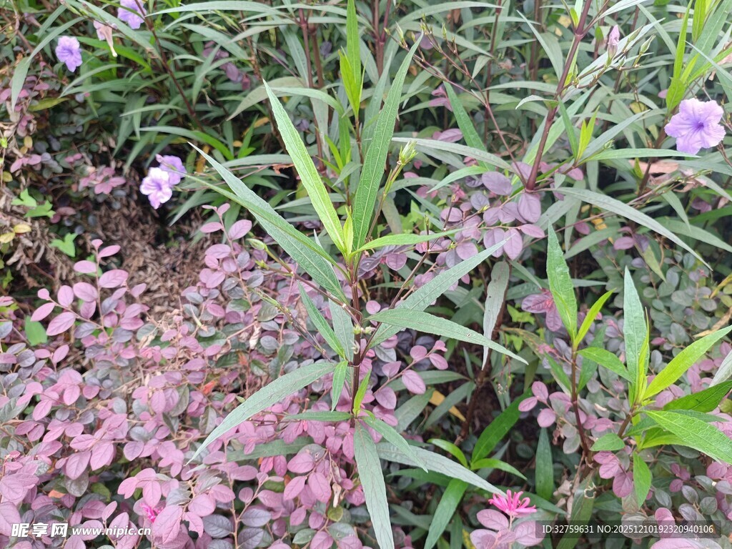 粉色小花与绿植相映成趣