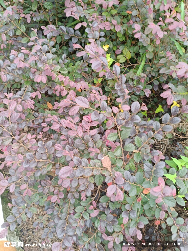 粉色枝叶植物特写